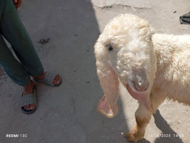 kajla baby for sale he 1 number he 03214050638 2