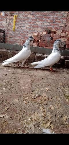 35 WALA BATERA PAIR FOR SALE