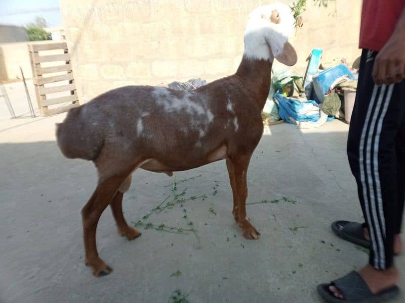 Abluck Turkey Dumba 4