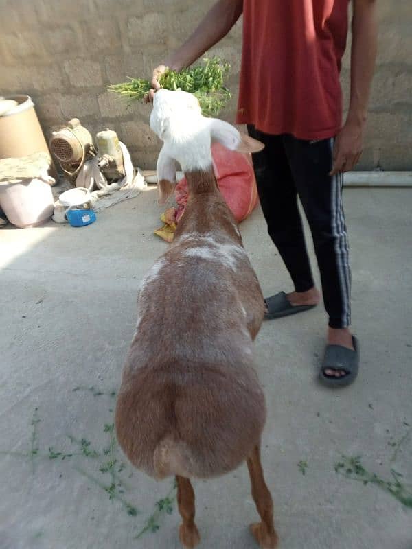 Abluck Turkey Dumba 5
