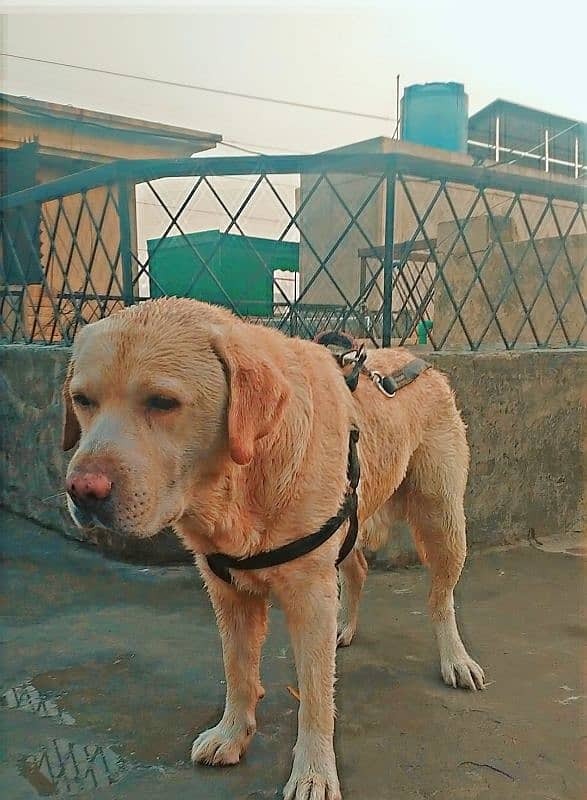 Labrador Available for mating 0