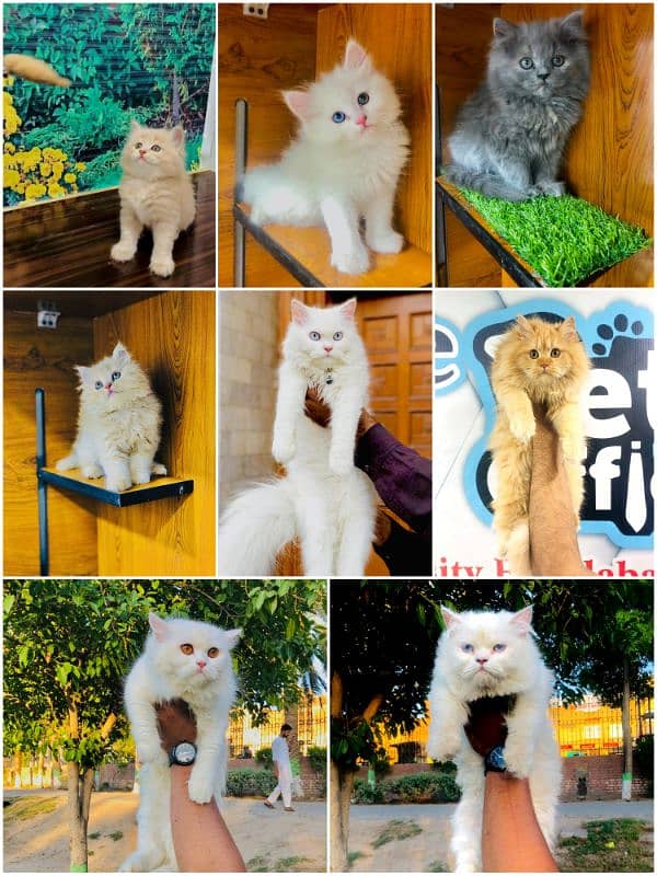 Persian Punch face triple coat cat Kitten 1