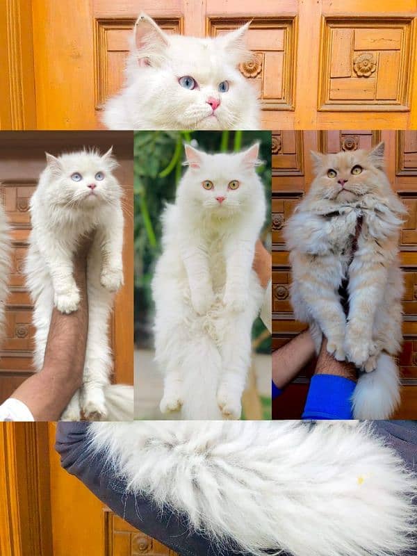 Persian Punch face triple coat cat Kitten 2