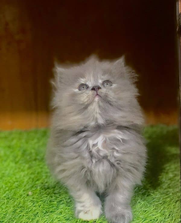 Persian Punch face triple coat cat Kitten 4
