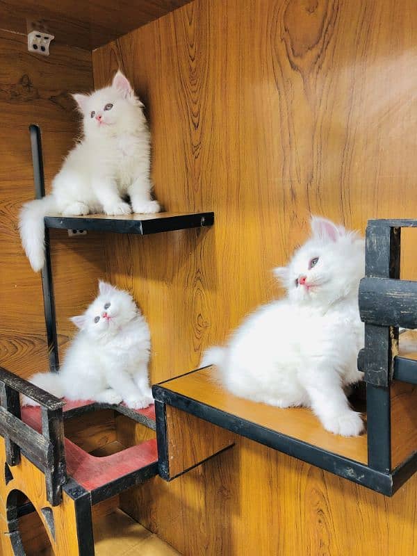 Persian Punch face triple coat cat Kitten 5
