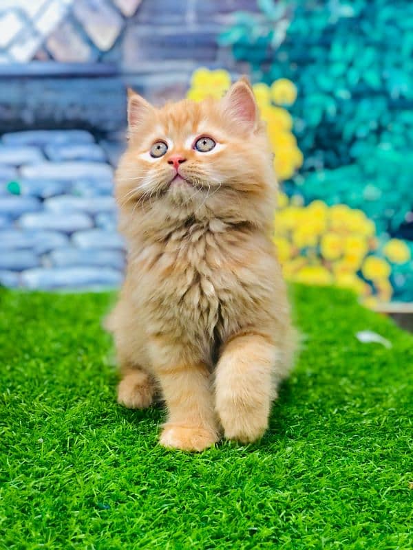 Persian Punch face triple coat cat Kitten 6