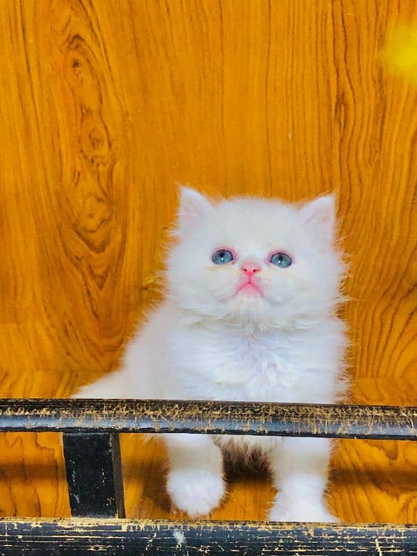 Persian Punch face triple coat cat Kitten 8