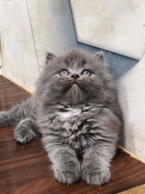 Persian Punch face triple coat cat Kitten 12