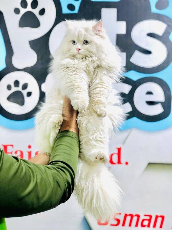 Persian Punch face triple coat cat Kitten 14