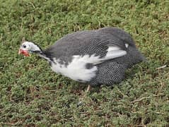 Guinea