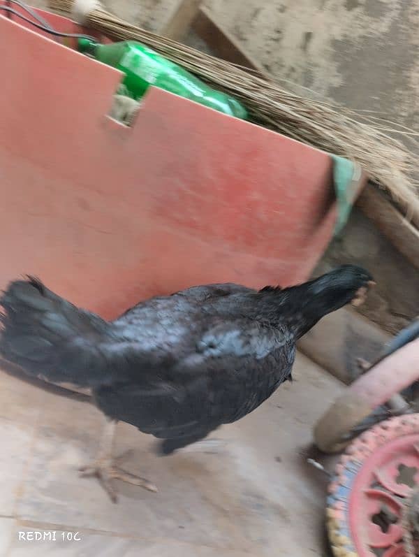 Aseel Murgha Murghi 2