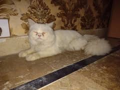 Persian
