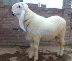 kajla chatra 2 dant