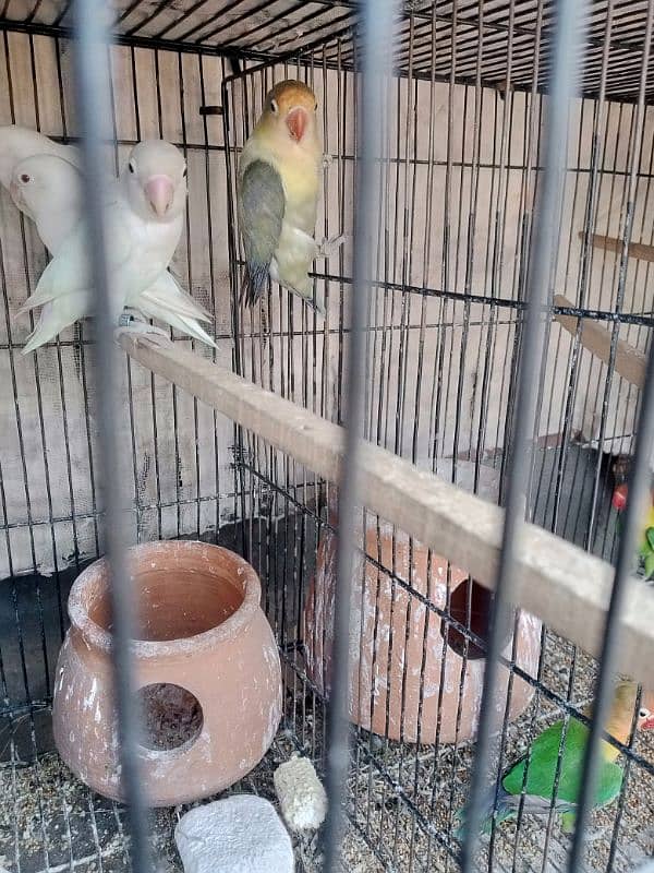 love birds 0
