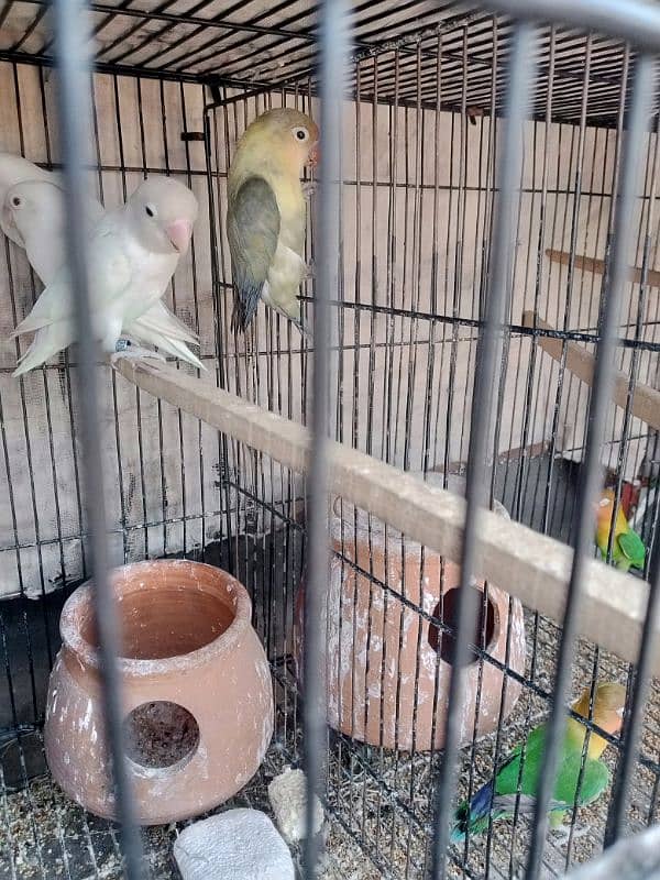 love birds 1
