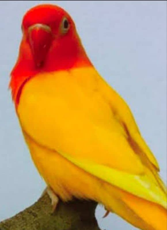 for sale 3