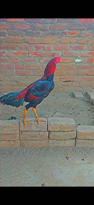urgent sale Aseel 0