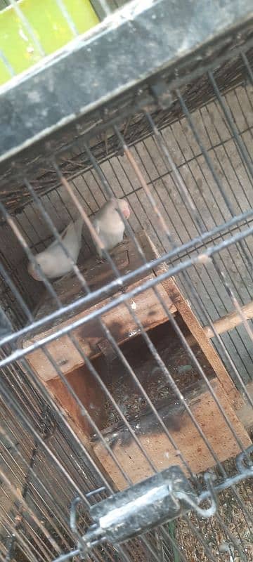 albino lovebirds 1