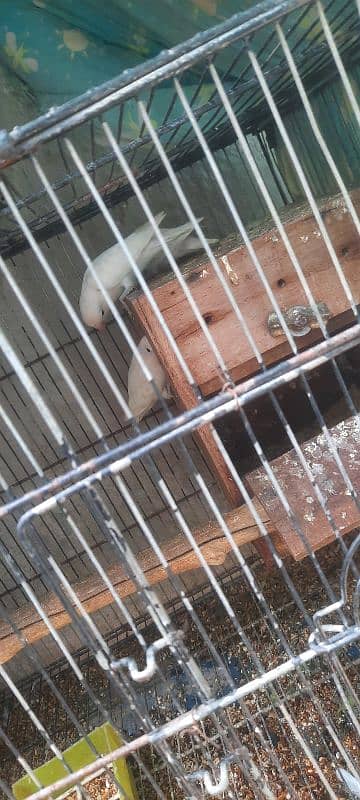 albino lovebirds 2