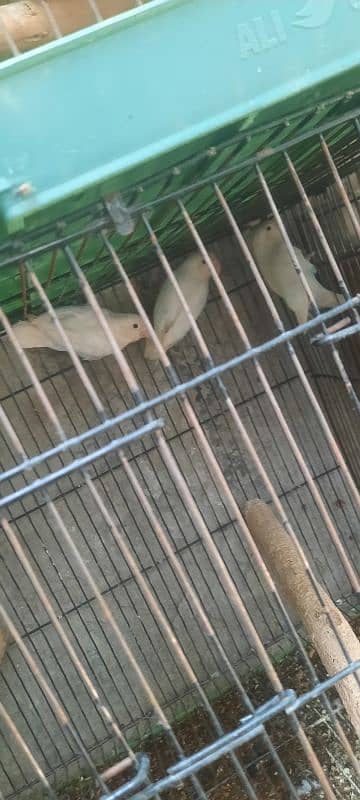 albino lovebirds 4