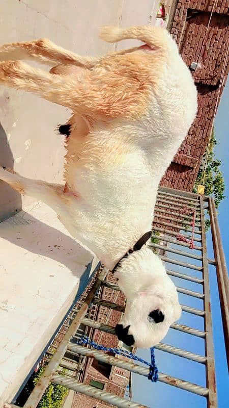 Mundra chatra full active 4