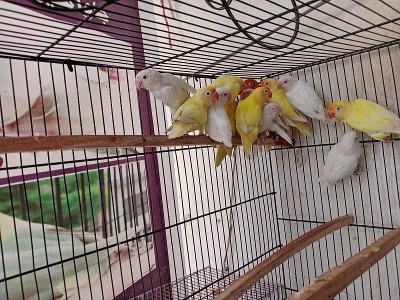 Love Birds Albino Red Eye/par blue/Red pied /Dove/ Java 0