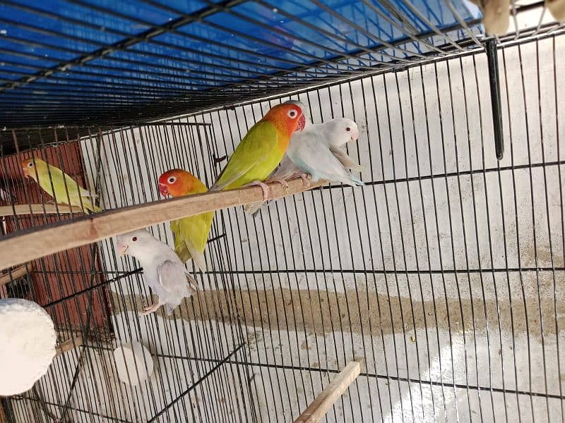 Love Birds Albino Red Eye/par blue/Red pied /Dove/ Java 1