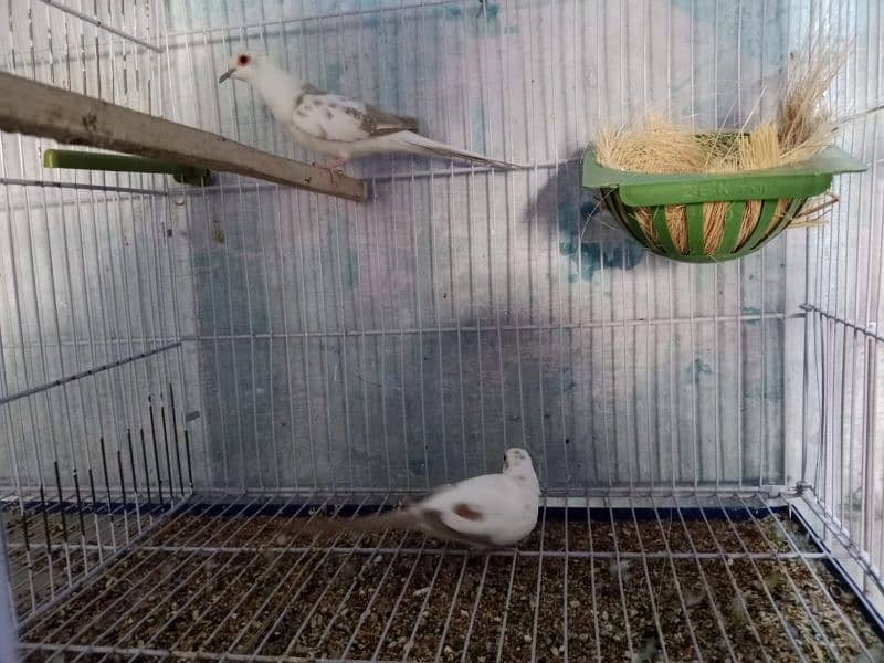 Love Birds Albino Red Eye/par blue/Red pied /Dove/ Java 2