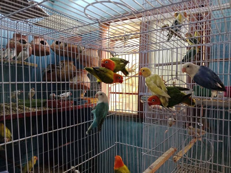 Love Birds Albino Red Eye/par blue/Red pied /Dove/ Java 3