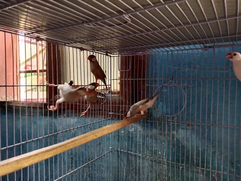 Love Birds Albino Red Eye/par blue/Red pied /Dove/ Java 4