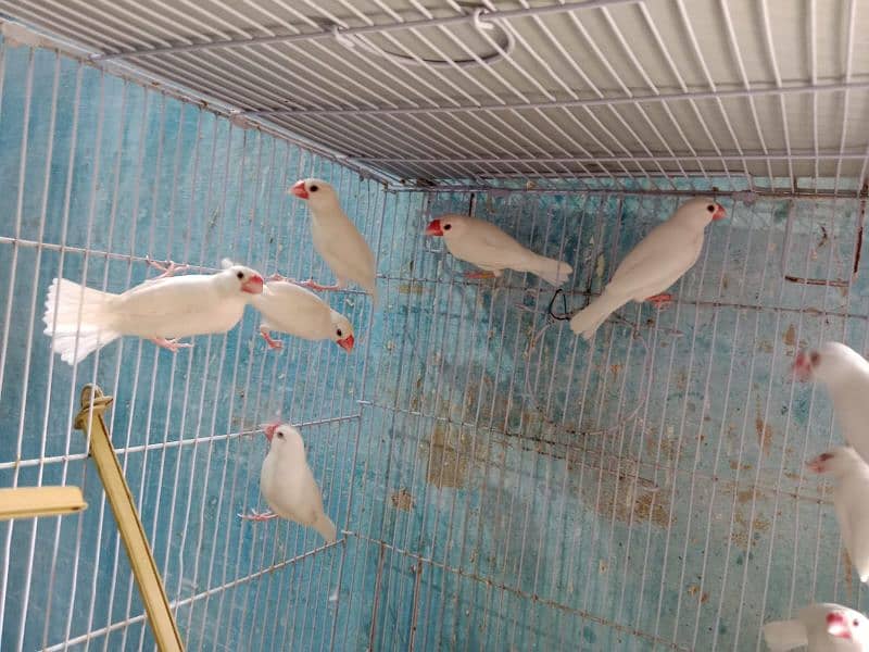 Love Birds Albino Red Eye/par blue/Red pied /Dove/ Java 5