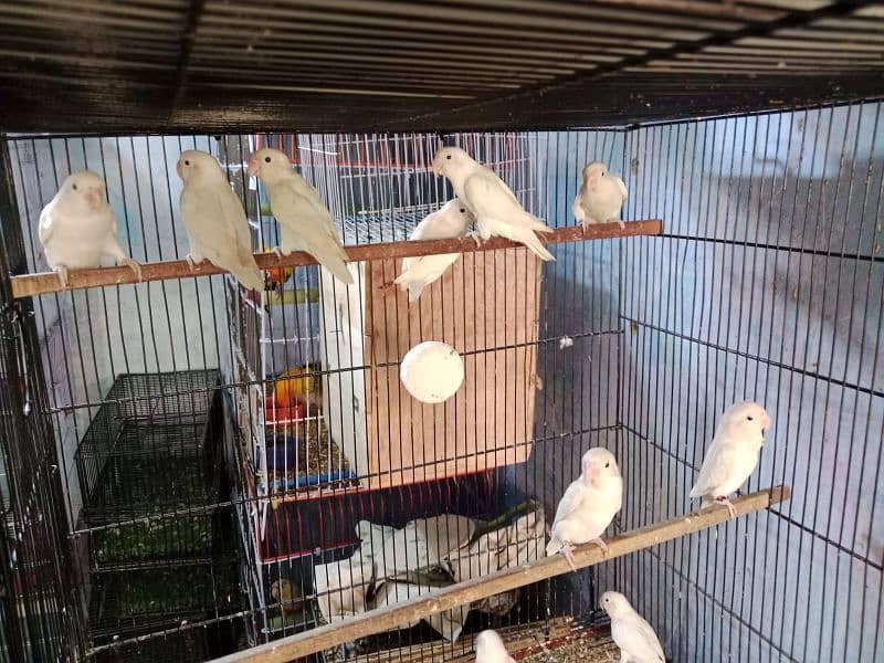 Love Birds Albino Red Eye/par blue/Red pied /Dove/ Java 6
