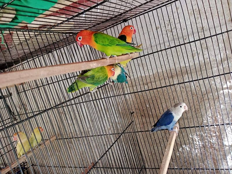 Love Birds Albino Red Eye/par blue/Red pied /Dove/ Java 7