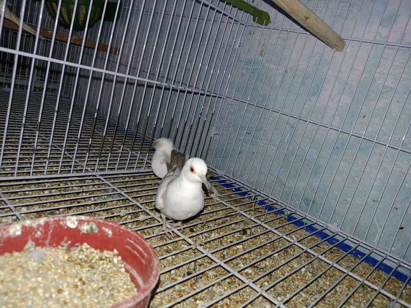 Love Birds Albino Red Eye/par blue/Red pied /Dove/ Java 8