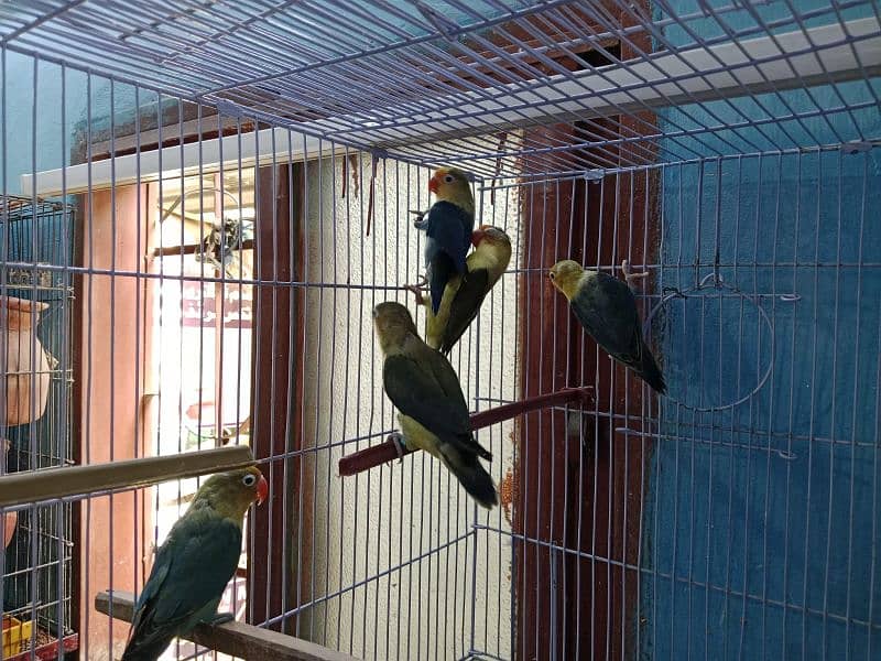 Love Birds Albino Red Eye/par blue/Red pied /Dove/ Java 9