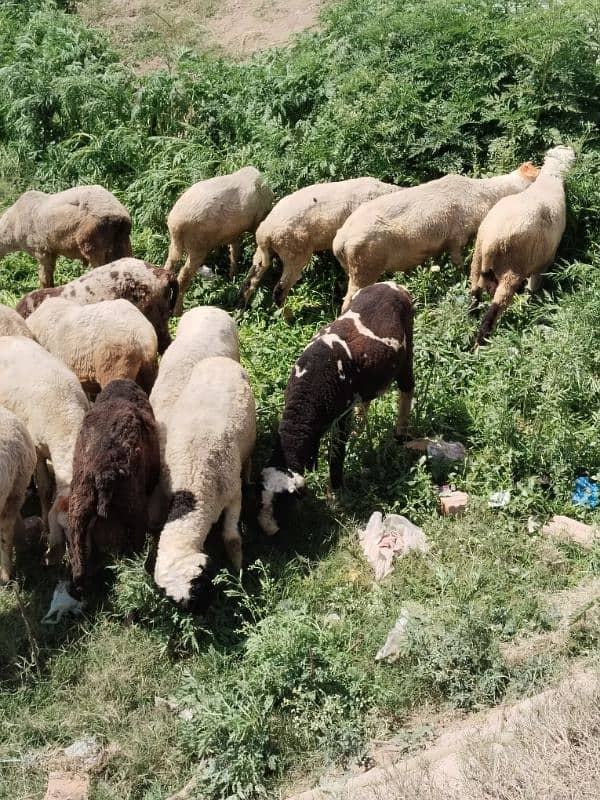 dumby. lailay. chatre  qurbani waly . 1