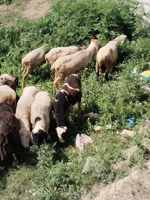 dumby. lailay. chatre  qurbani waly . 2
