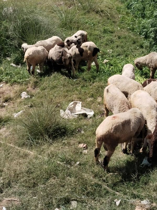 dumby. lailay. chatre  qurbani waly . 3