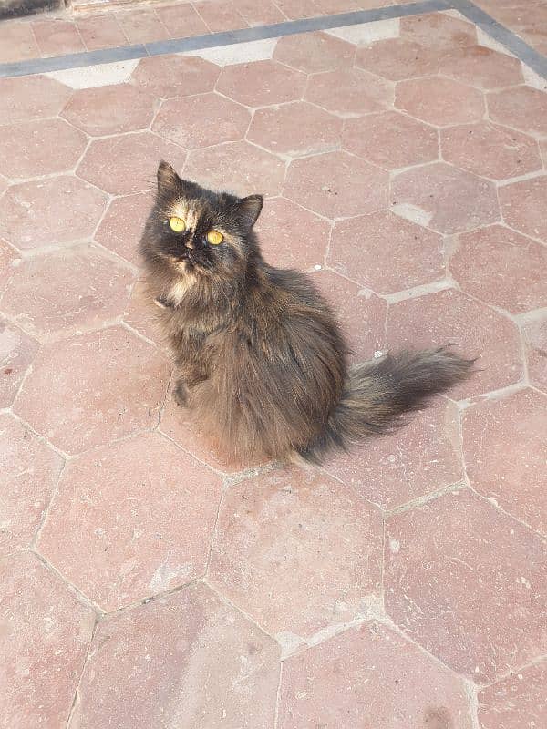 Cat for sale 0