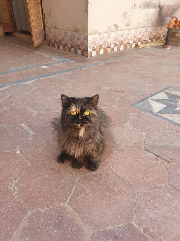 Cat for sale 1