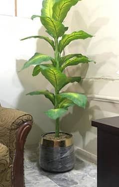 5 feet floor plant