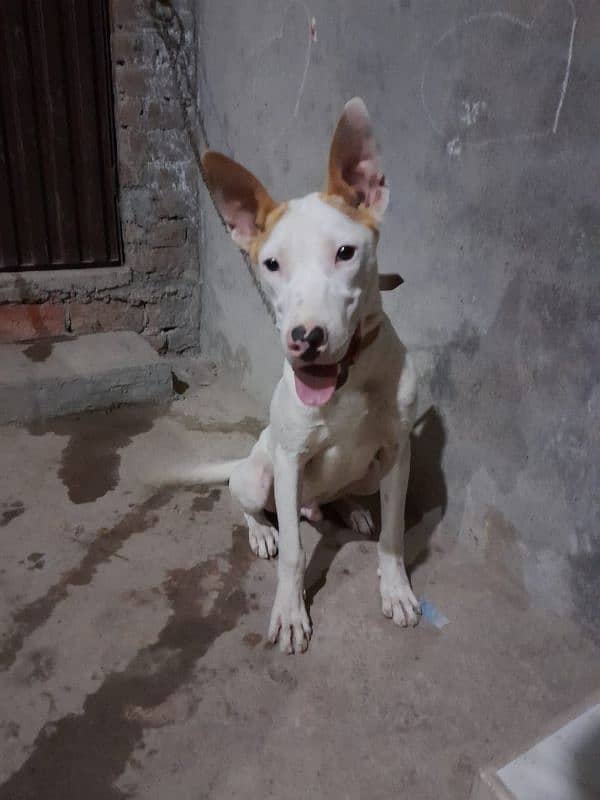 Gultair dog 6 month male 1