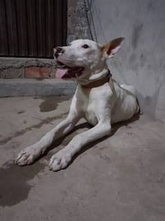Gultair