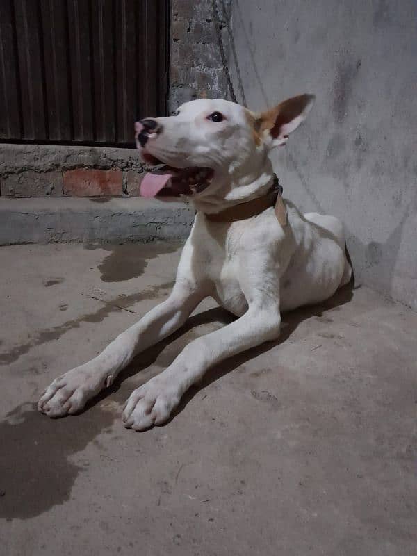Gultair dog 6 month male 0