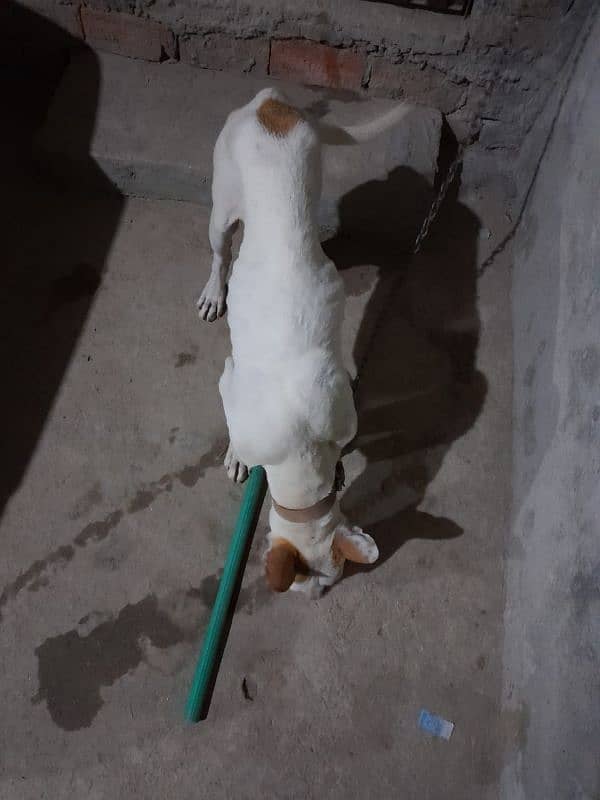 Gultair dog 6 month male 5