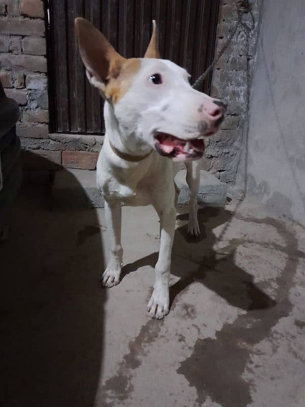 Gultair dog 6 month male 3