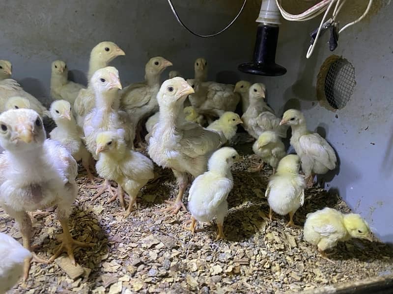 pure o shamoo chicks top quality 1