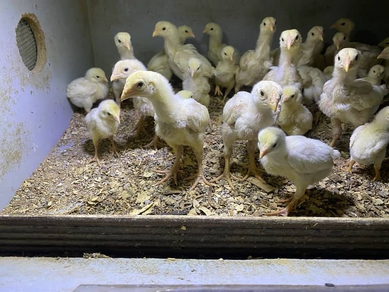 pure o shamoo chicks top quality 2