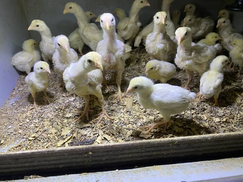 pure o shamoo chicks top quality 3
