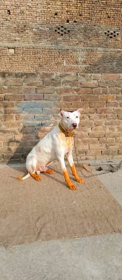 gulteir dog